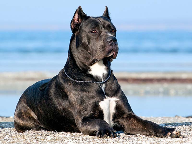 Cane Corso dog breed information |Things you need to know about Cane Corso  